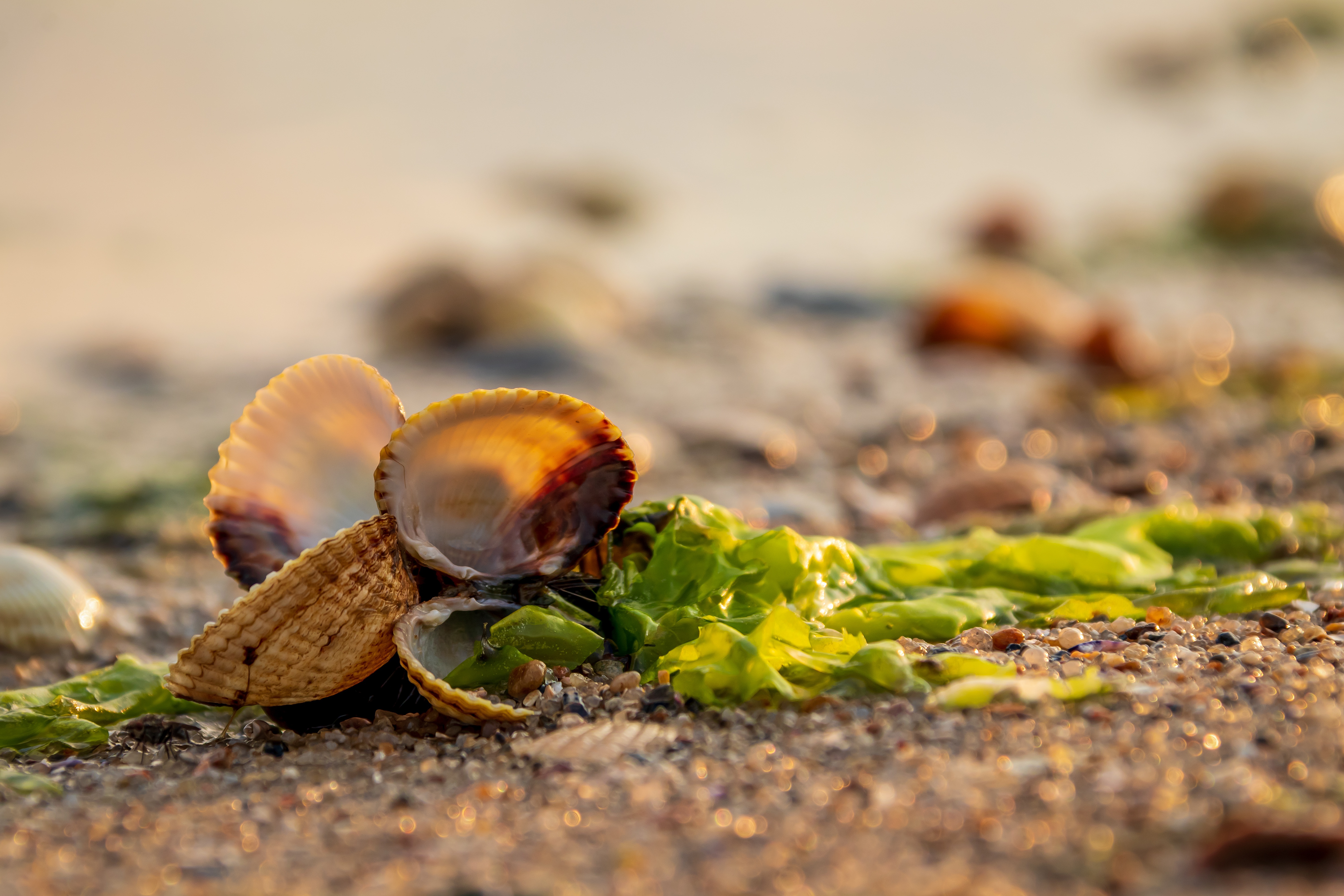 페이지 배경 이미지